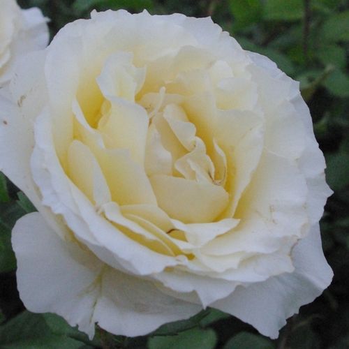 E-commerce, vendita, rose, in, vaso rose ibridi di tea - bianco - Rosa Iris Honey - rosa dal profumo discreto - - - Testa compatta, grandi fiori, buona per aiuola e bordi.